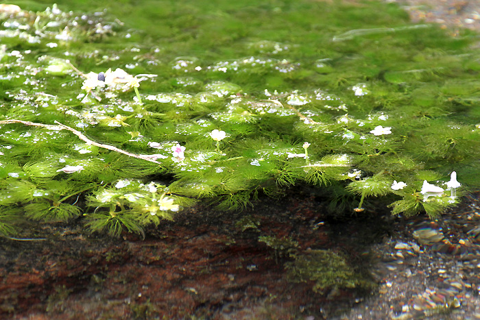 梅花藻の里-3
