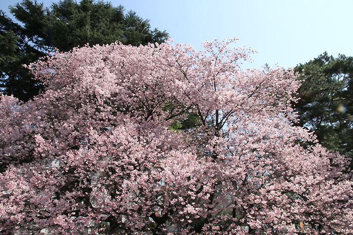 桜ー1