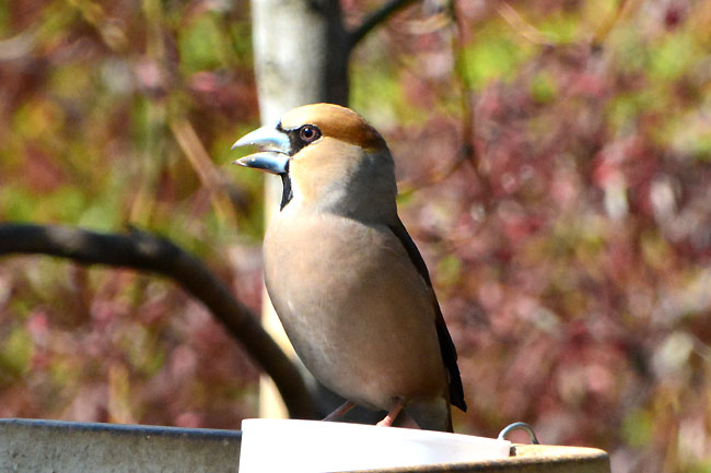 シジュウカラ