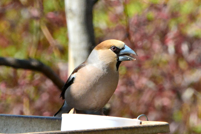 シジュウカラ