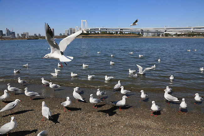 シジュウカラ