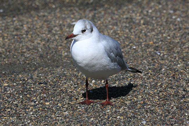 シジュウカラ